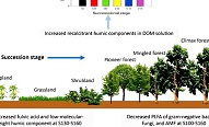 水保所劉國(guó)彬團(tuán)隊(duì)在植被演替中有機(jī)質(zhì)穩(wěn)定性研究方面取得新進(jìn)展